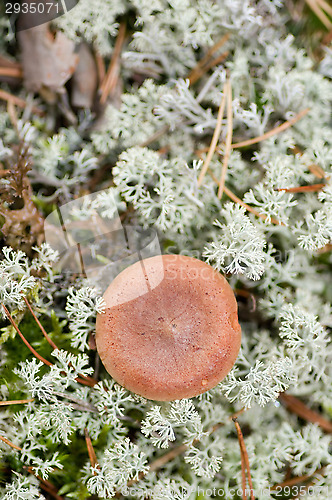 Image of Mushroom