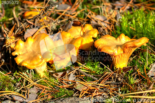 Image of Cantharellus cibarius