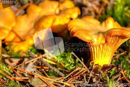 Image of Cantharellus cibarius