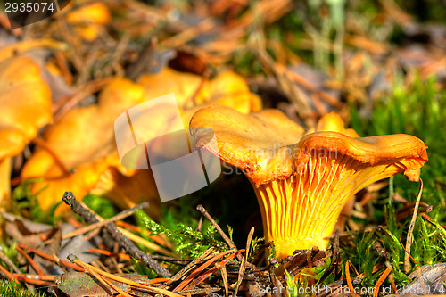 Image of Cantharellus cibarius