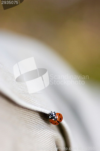 Image of Ladybug