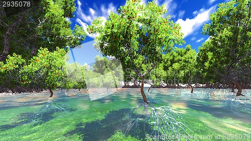 Image of Red mangove shore