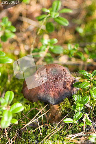 Image of Mushroom