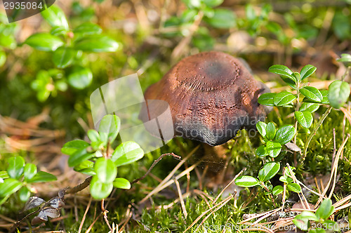 Image of Mushroom