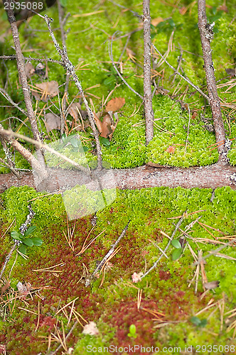 Image of Moss