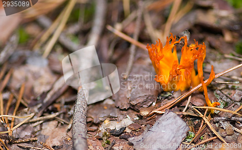 Image of Flaming mushrooms