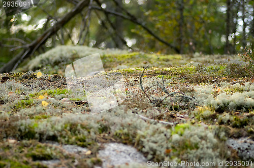 Image of Lichen and moss