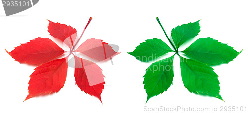 Image of Red and green virginia creeper leaf on white background