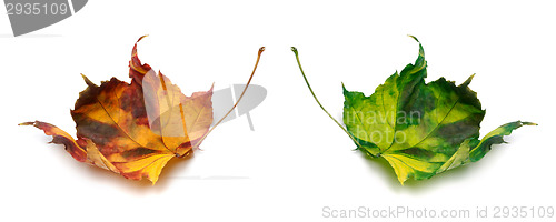 Image of Orange and green autumn maple-leafs