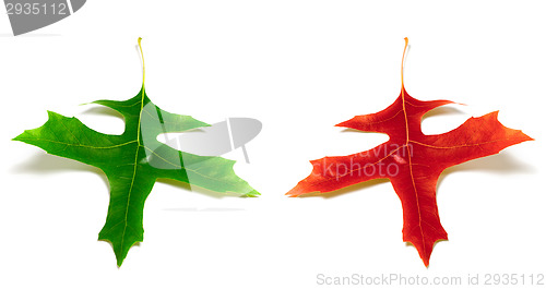 Image of Red and green leafs of oak 