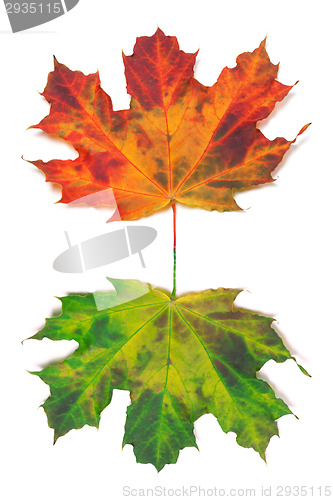 Image of Maple-leafs on white background