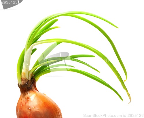 Image of Sprouting onion (Allium cepa)