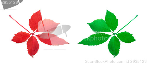 Image of Red and green virginia creeper leaves