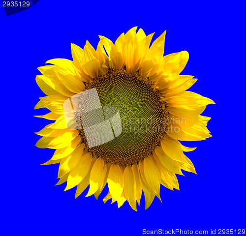 Image of Sunflower on blue background