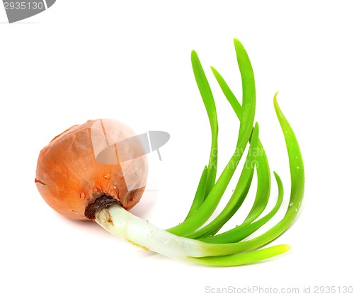 Image of Sprouting onion on white background
