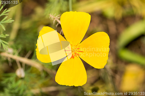 Image of California poppy