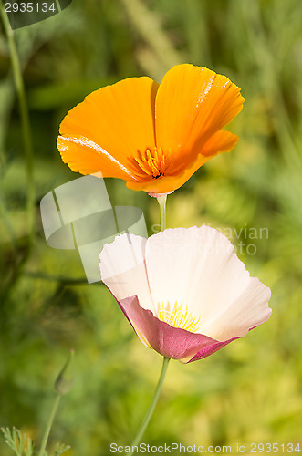 Image of California poppy