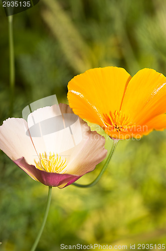 Image of California poppy