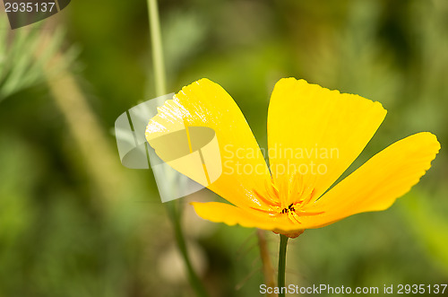 Image of California poppy