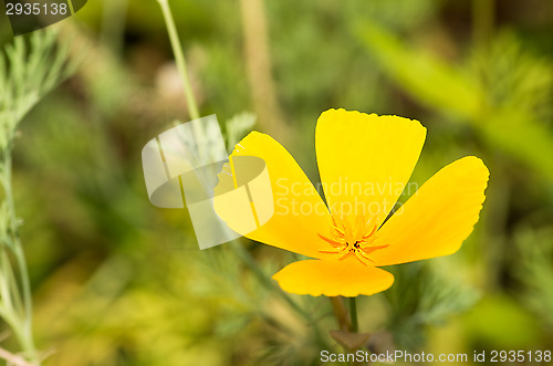 Image of California poppy