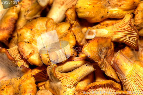 Image of Cantharellus cibarius