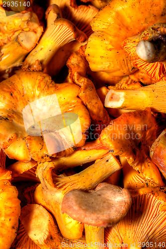 Image of Cantharellus cibarius