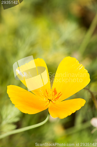 Image of California poppy