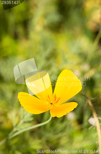 Image of California poppy