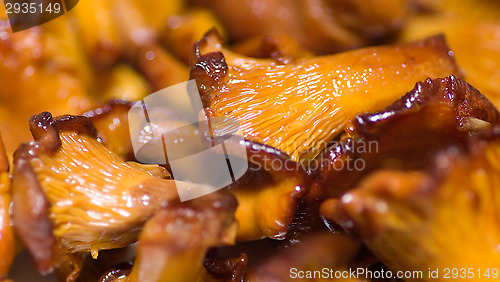 Image of Cantharellus cibarius