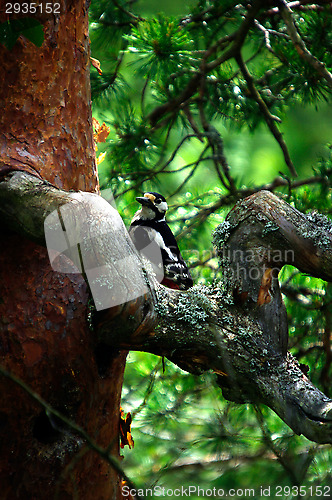 Image of Woodpecker