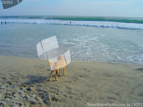 Image of dog on the beach