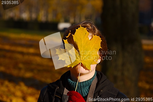 Image of Fallen leaves