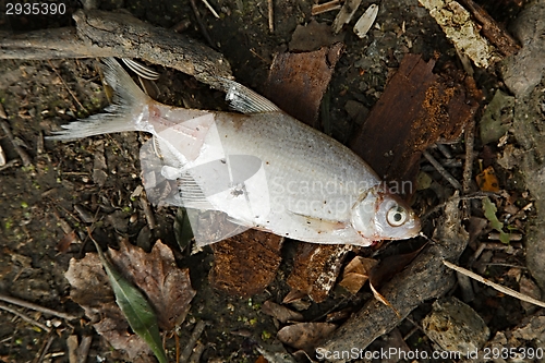 Image of Dead fish