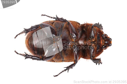 Image of Cockchafer