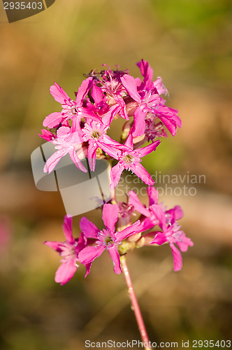 Image of Blossoms