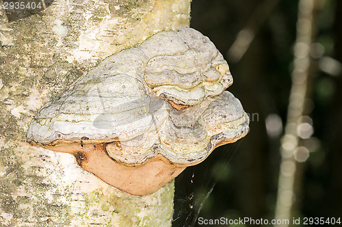 Image of Polypore