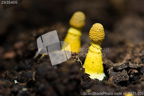 Image of Mushrooms