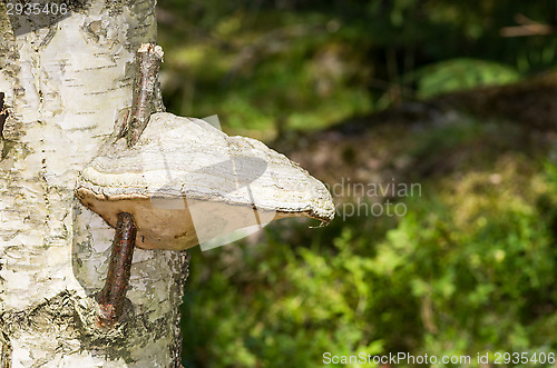 Image of Polypore