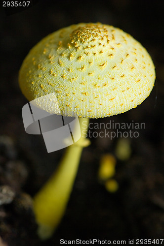 Image of Mushroom