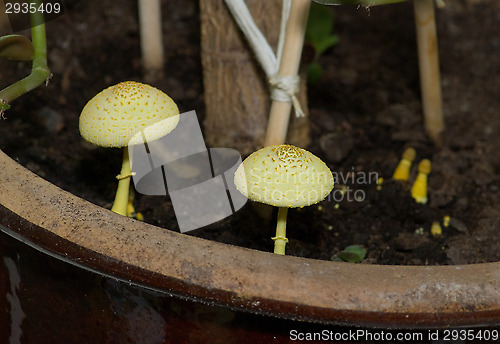 Image of Mushrooms