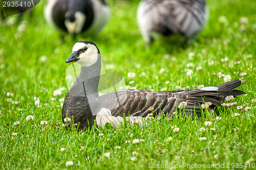 Image of Branta leucopsis