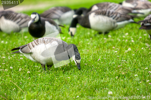 Image of Branta leucopsis