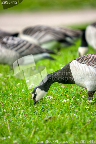 Image of Branta leucopsis