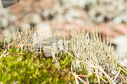 Image of Lichen and moss