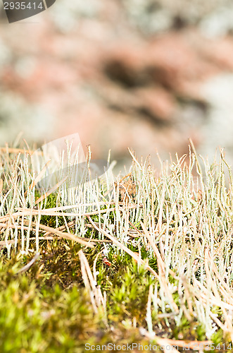 Image of Lichen and moss