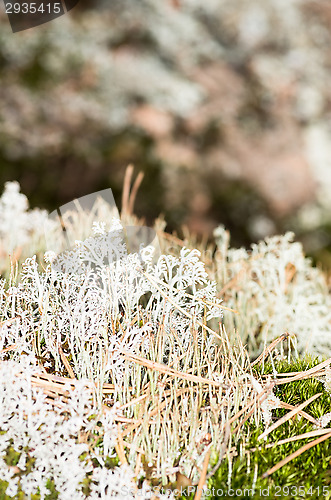 Image of Lichen and moss