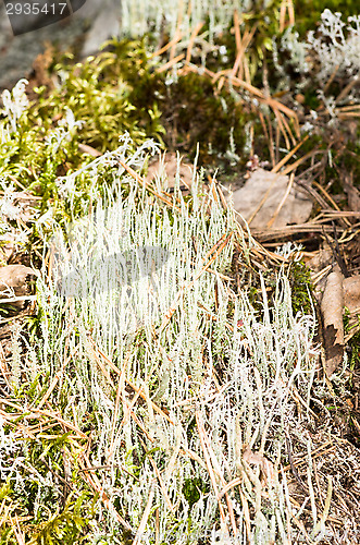 Image of Lichen and moss