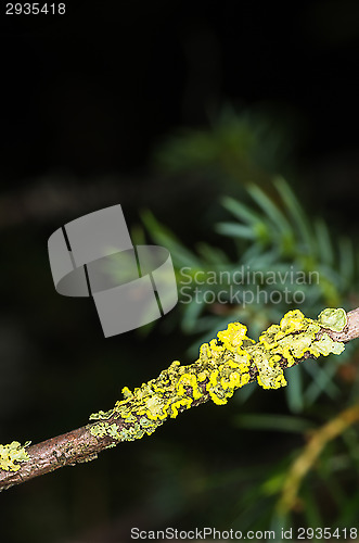 Image of Lichen