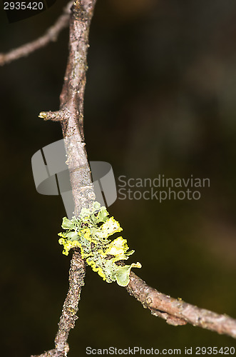 Image of Lichen