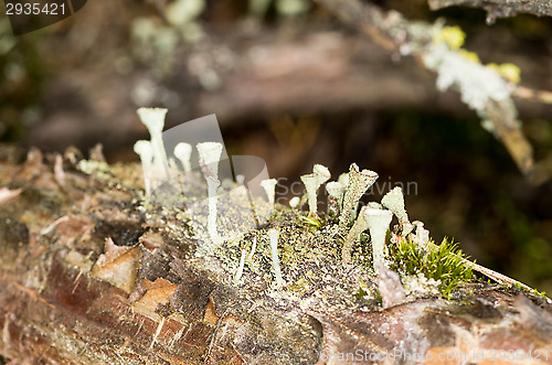 Image of Lichen and moss